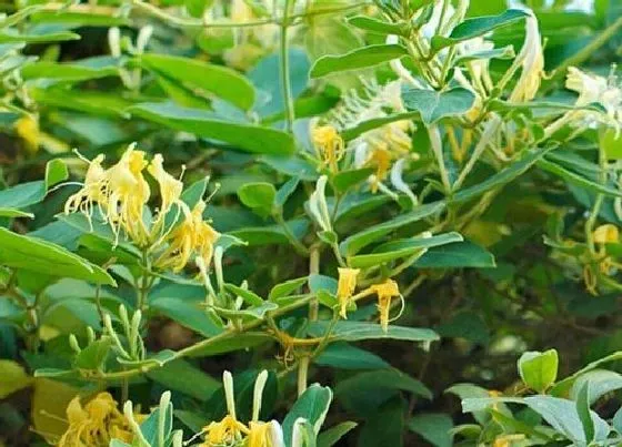 叶蔫|金银花叶子蔫了怎么办