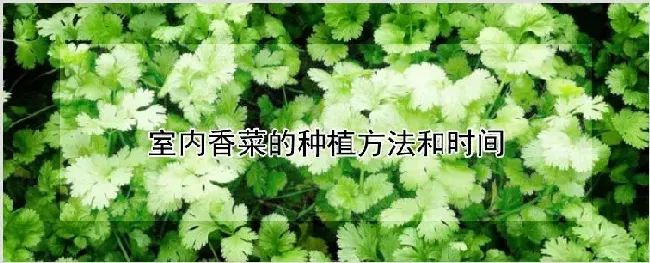 室内香菜的种植方法和时间 | 种植资料