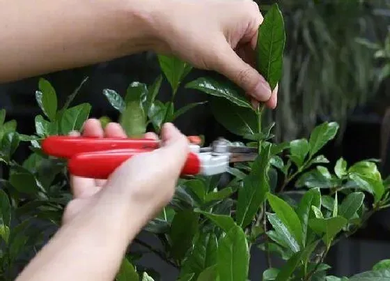植物修剪|栀子花需要剪枝吗 什么时候修剪比较好