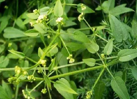 植物排行|天然染料植物有哪些