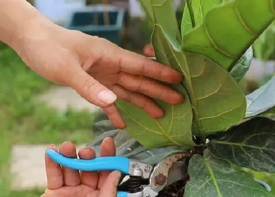 植物修剪|琴叶榕怎么剪枝 修剪方法及造型要点