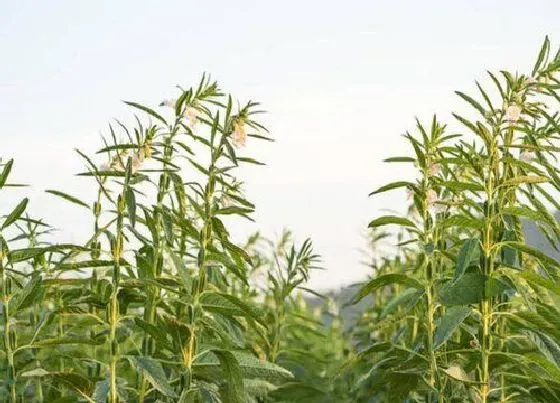 植物产地|芝麻产地在哪里