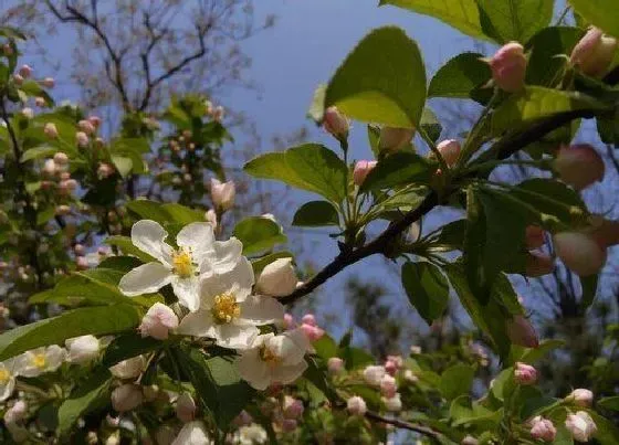 花卉百科|梧桐树在什么季节开放 梧桐树几月开花结果