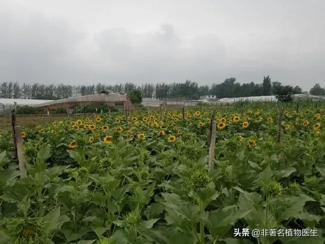 植物施肥|葵花追肥用什么肥好，葵花前期需要冲施什么肥料来吸收）