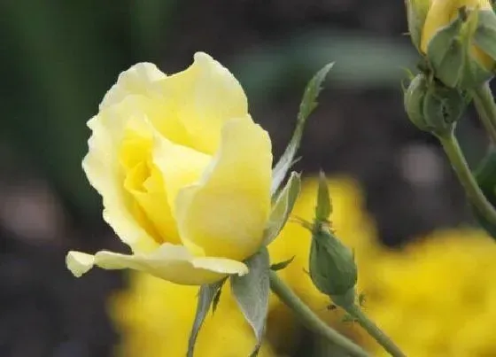 花语|什么花的花语是道歉