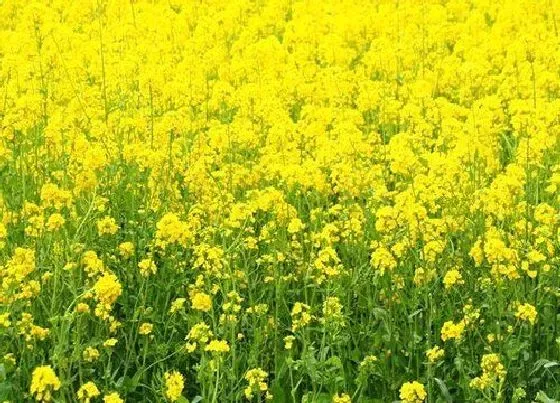 植物产地|甘肃盛产什么农作物