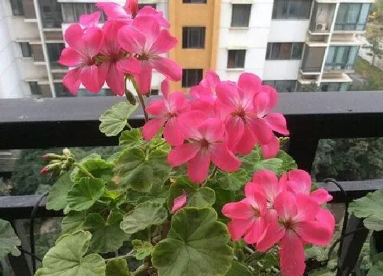 生长环境|天竺葵开花温度多少度
