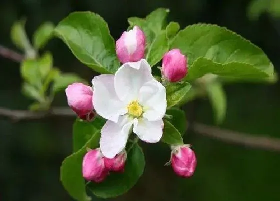 植物寓意|青苹果花的寓意和象征