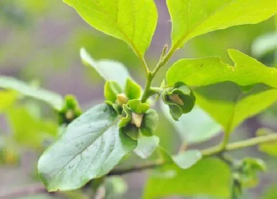 植物百科|柿子会开花吗 在什么季节开花