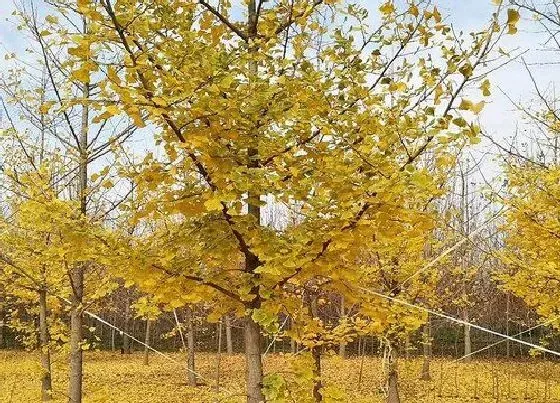 不开花|杏树为什么不开花