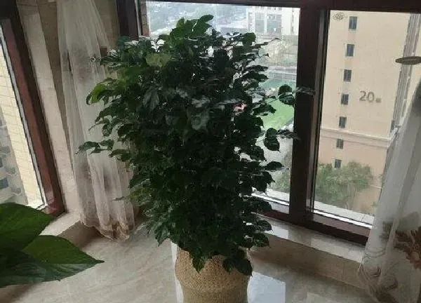 植物换土|大盆幸福树怎么换土换盆