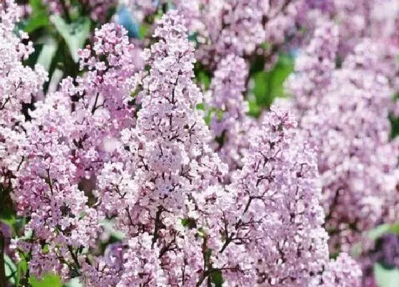 冬天植物|丁香花耐寒最低温度 冬季适应温度是多少