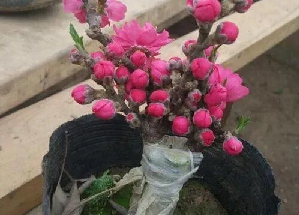 植物浇水|桃树盆栽怎么浇水方法