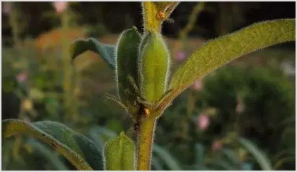 芝麻的种植方法 | 种植资料