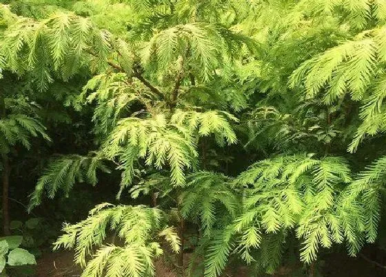 植物寓意|水杉树的风水寓意和摆放位置