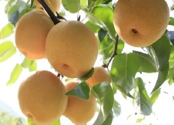 果实成熟|圆黄梨什么时候成熟