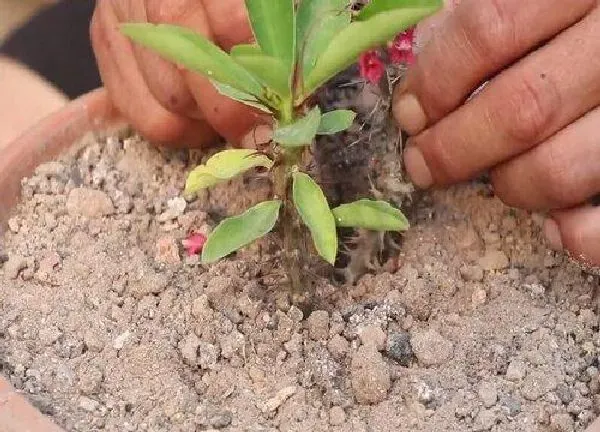 植物扦插|虎刺梅几月份扦插最好