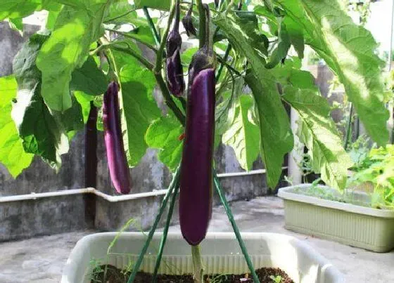 种植管理|茄子种植间距是多少