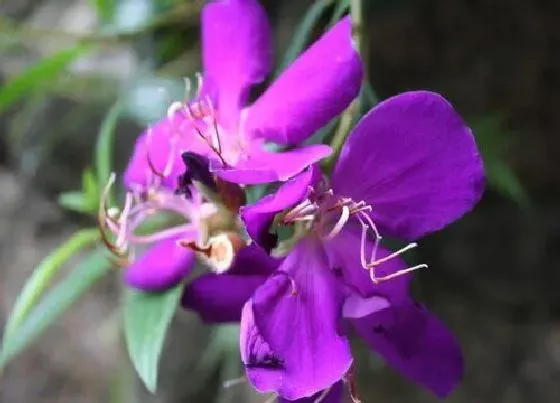 颜色花|兰花有什么颜色