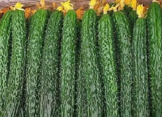种植管理|黄瓜适合几月份种植 在什么季节种植好