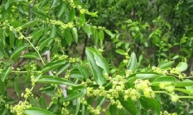 开花时间|冬枣什么时候开花 开花时间几月份