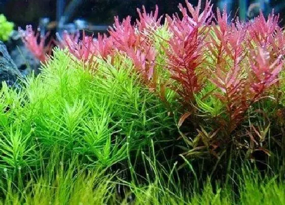 植物修剪|宫廷草怎么修剪好看