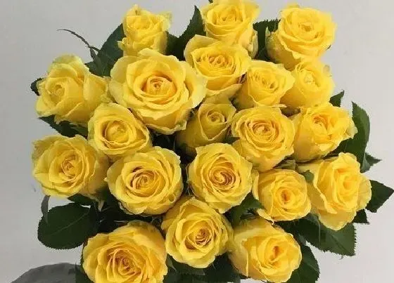 植物寓意|黄玫瑰代表什么象征意义 有什么寓意和象征意义