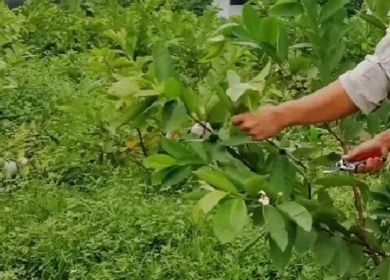 植物修剪|番石榴怎么修剪方法