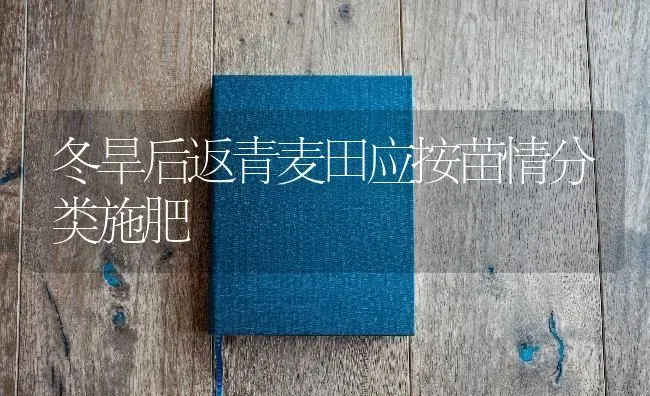 冬旱后返青麦田应按苗情分类施肥 | 种植肥料施肥