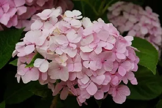 植物修剪|绣球花怎么修剪好看 修剪枝叶造型图解