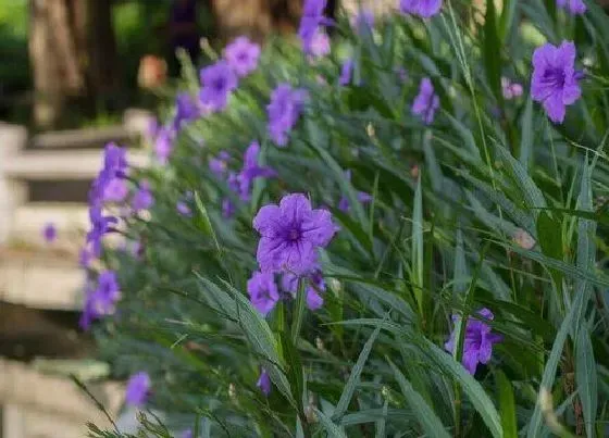 春天植物|翠芦莉冬天枯萎春天会发吗 翠芦莉冬季过冬需要修剪吗