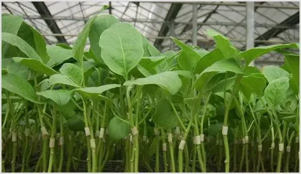 嫁接茄子的种植方法 | 自然知识