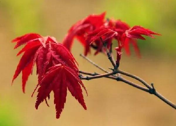 植物移栽|红枫盆景上盆时间与养护方法