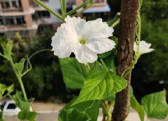 开花时间|葫芦多久开花一次