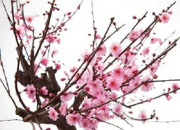 盆景|盆栽梅花的种植方法和注意事项