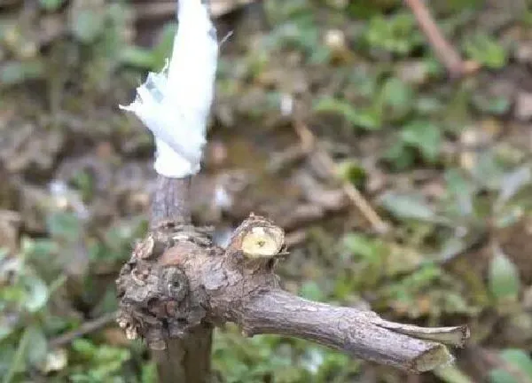 植物生根|葡萄扦插多久生根 扦插葡萄生根最快方法（图解）
