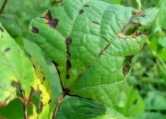 植物病害|花生炭疽病发病的发病原因与治疗方法