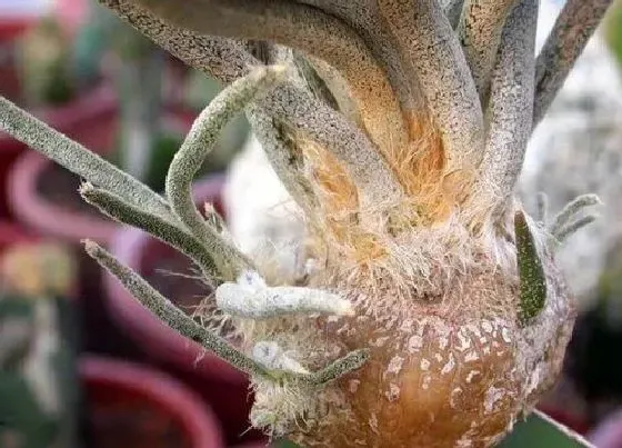 种植土壤|美杜莎配土方法与种植土壤