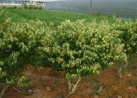 种植管理|金银花的种植方法和注意事项