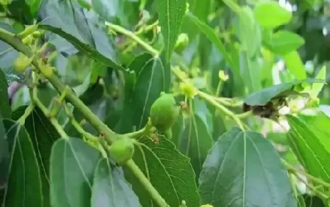 开花时间|冬枣什么时候开花 开花时间几月份