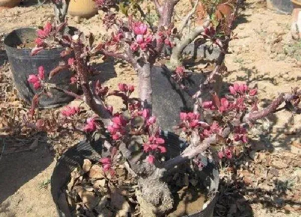 植物浇水|桃树盆栽怎么浇水方法