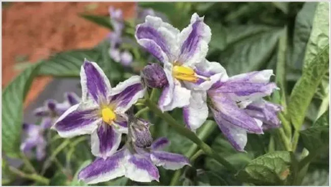 人参果的开花期管理 | 养殖技术