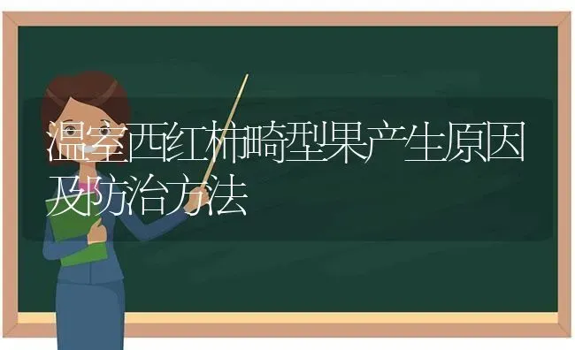 温室西红柿畸型果产生原因及防治方法 | 瓜果种植