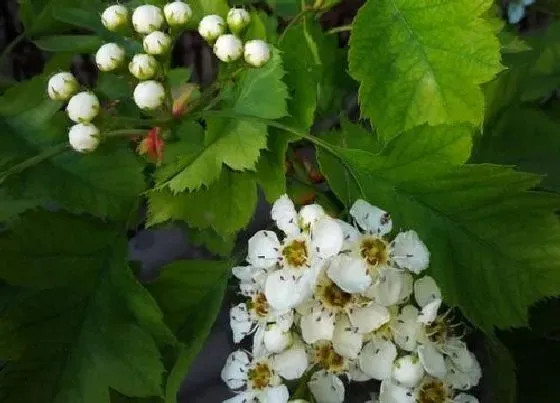 开花时间|山楂什么时候开花 一般几月份开