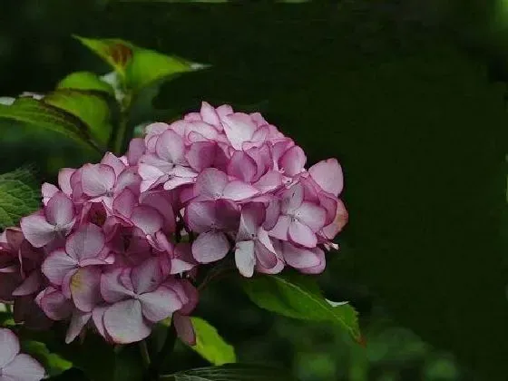 植物修剪|绣球花怎么修剪好看 修剪枝叶造型图解