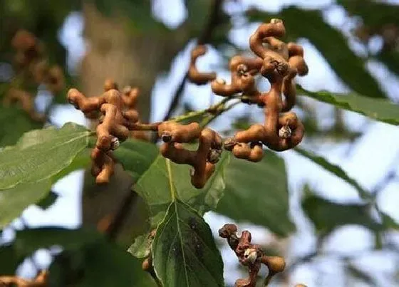 植物播种|拐枣什么时候播种最好