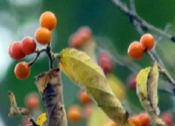 植物百科|小孩拳树又叫什么名字