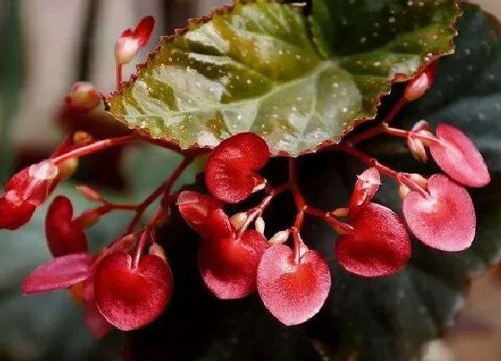 植物修剪|竹节秋海棠怎么修剪方法