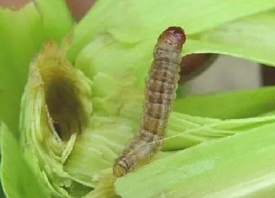 植物虫害|甜玉米病虫害防治方法与技术