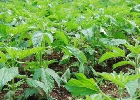 植物施肥|芝麻追肥用什么肥料好